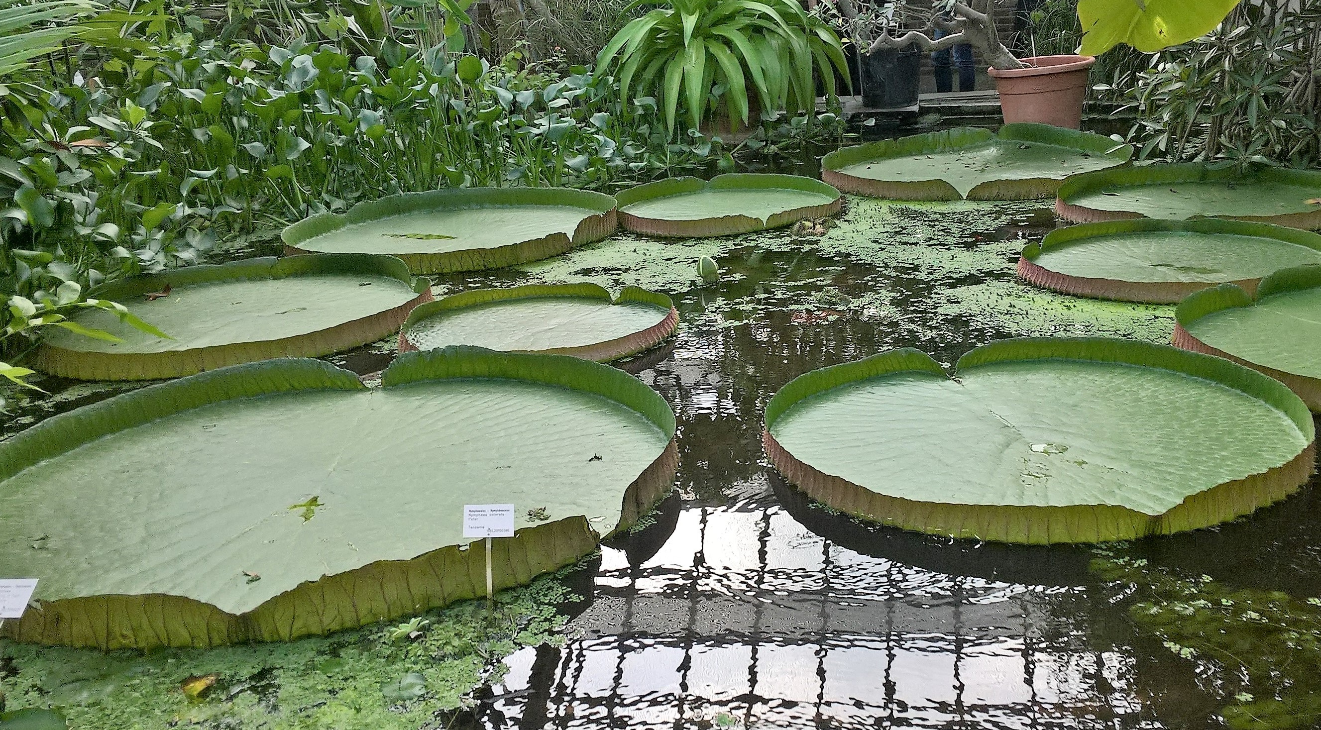 Hortus Botanicus Leiden